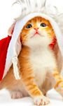 pic for Christmas Kitten 768x1280